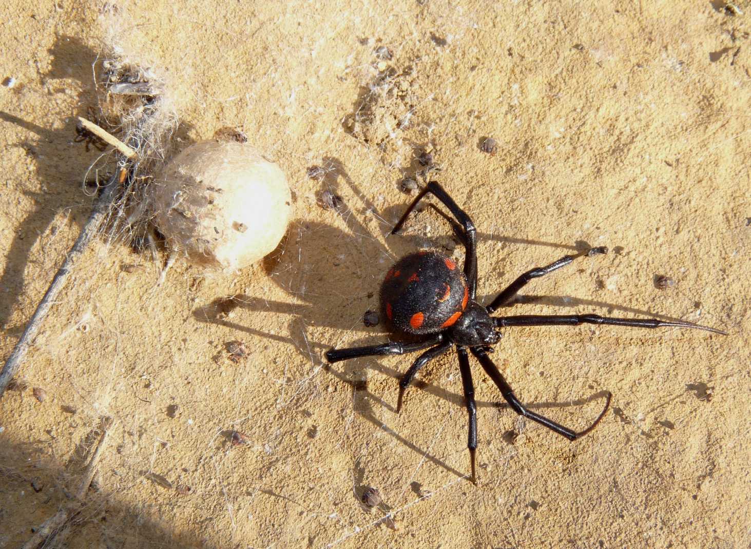 Latrodectus nel Lazio